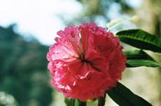 4 Rhododendron